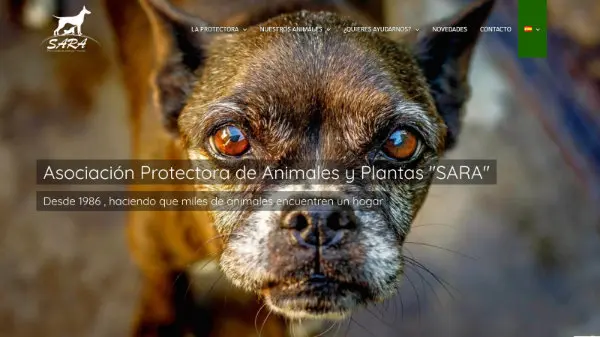 Diseño web de: Sara Protectora